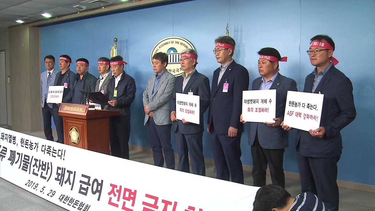 한돈협회, 남은 음식물 급여 전면 금지 촉구 / YTN