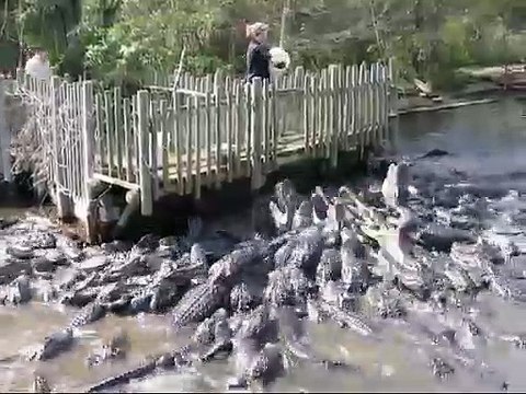 Des centaines d'alligators rappliquent pour le repas dans cette ferme d'alligators... Impressionnant