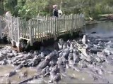 Des centaines d'alligators rappliquent pour le repas dans cette ferme d'alligators... Impressionnant