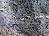 Ces chèvres de montagnes gambadent dans des pentes vertigineuses sans problème
