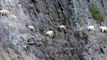 Ces chèvres de montagnes gambadent dans des pentes vertigineuses sans problème