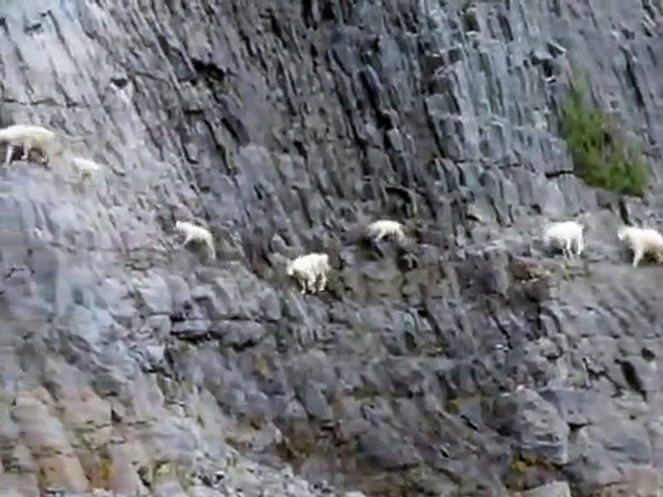 Ces chèvres de montagnes gambadent dans des pentes vertigineuses sans problème
