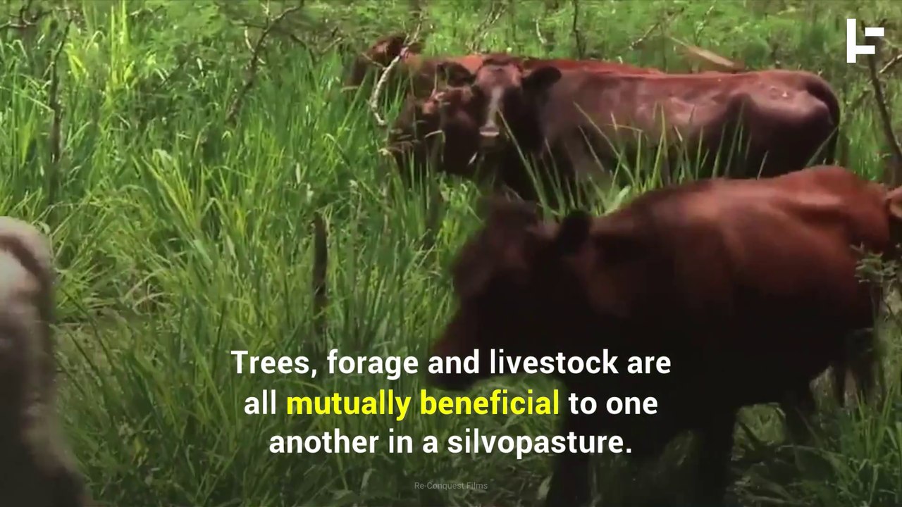 ow This New Diet for Cows Can Will Help Save the Environment