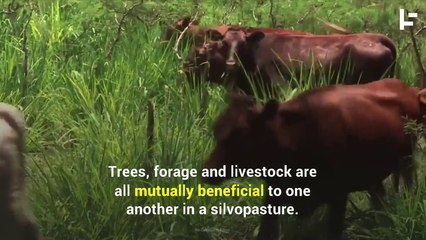 ow This New Diet for Cows Can Will Help Save the Environment