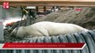 Beyaz Akdeniz foku Bodrum'u mesken tuttu