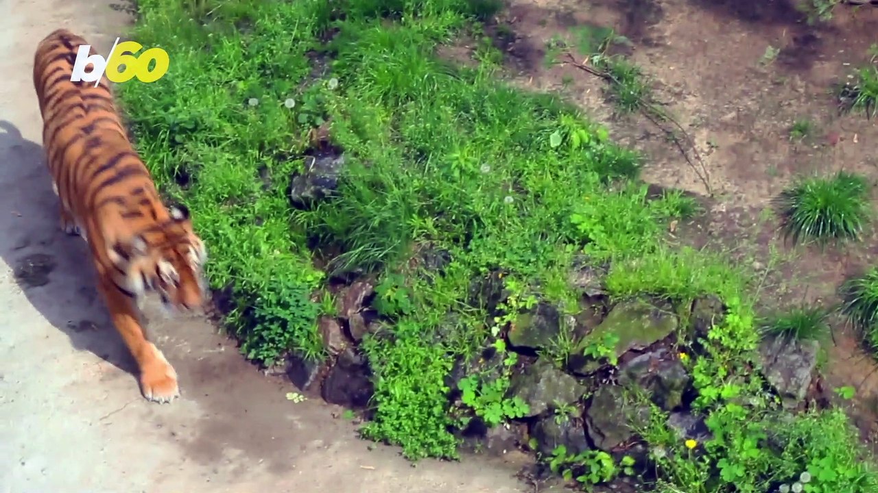 Tigers Are Green, Not Orange! (That's How It Looks to Some of Their Prey, Anyway)