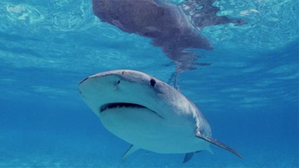 Swimmer Killed by Shark in Hawaii’s First Fatal Attack in 4 Years