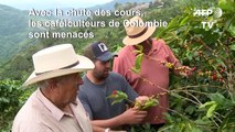 Colombie: la chute des cours sème la désolation chez les caféiculteurs