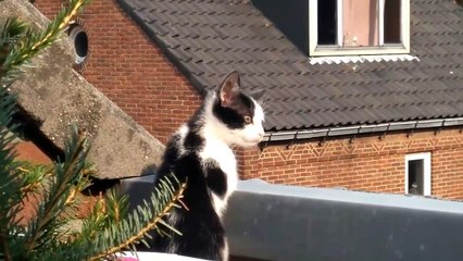 عشاق قطط  |  Cats lovers