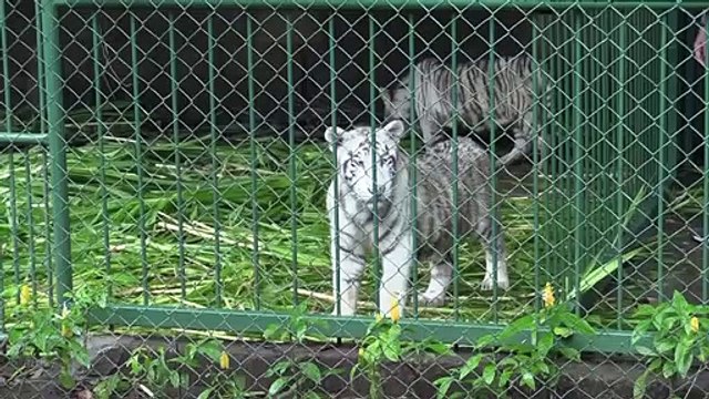 Zoológico de Nicaragua acoge a dos tigres blancos