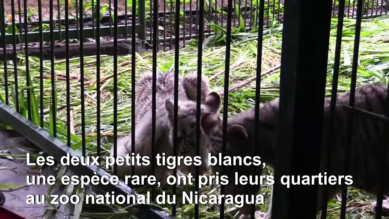 Deux petits tigres blancs arrivent au zoo natio...