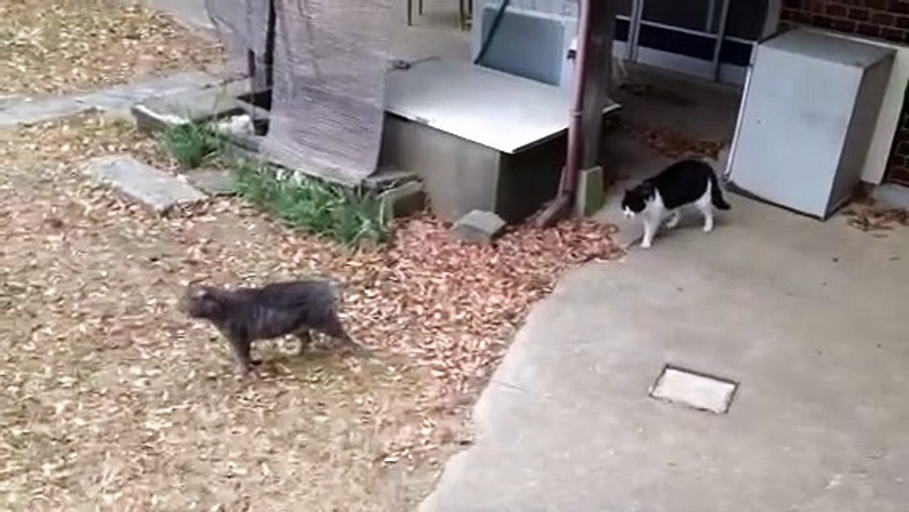 deux chats se battent pour protéger le territoire