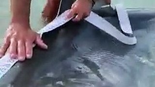 Tiger Shark caught by two fisherman!