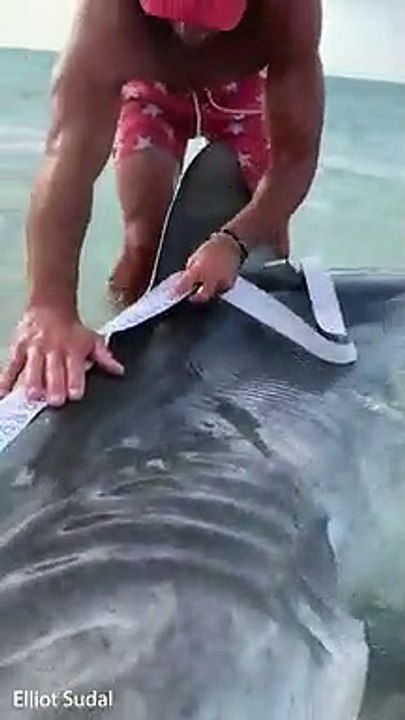 Tiger Shark caught by two fisherman!