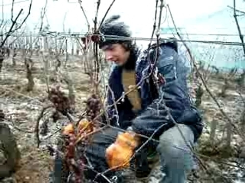Vendanges tardives 2007