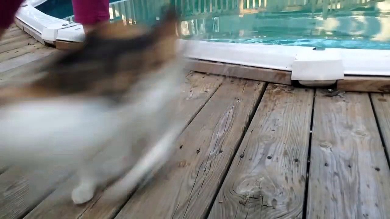 Epic Cats Hate Falling in Water