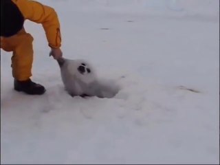 [cute] Rescue baby seal!!!!
