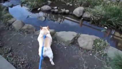 [cute] Bulldog finds a place to bathe and heads for