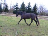 Longe trot arrêt