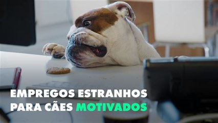 Empregos incomuns para cães