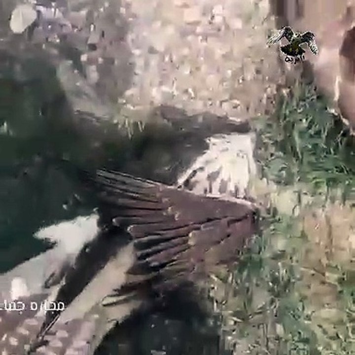 مجزرة بالصقور بسبب سلك كهرباء