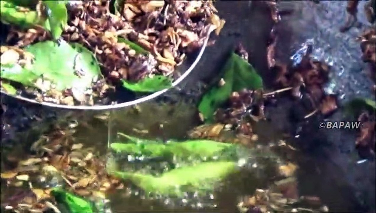 Village des Aliments Frits Fleur de Bananier Sambal préparé dans mon Village par ma Maman