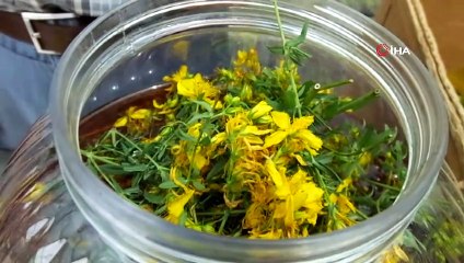 Burhaniye'de Avrupa standartlarında kantaron yağı üretimine başlandı