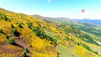 Karadeniz yaylalarından kartpostallık görüntüler