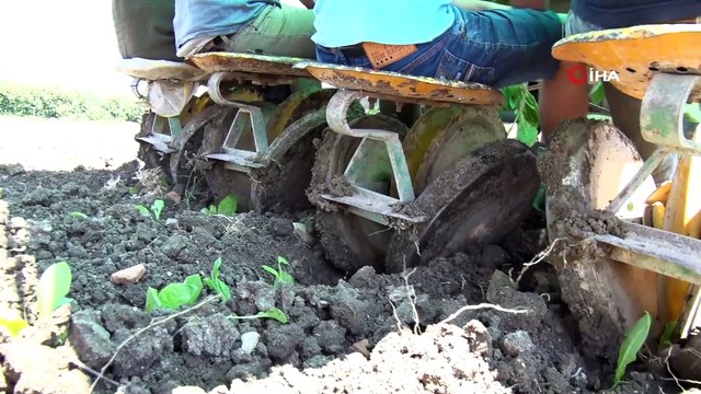 Bafra Ovası’nda başlayan tütün dikimi havadan görüntülendi
