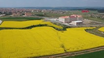 TEKİRDAĞ Trakya'nın yeni 'Sarı altın çiçeği' kanola yüzleri güldürüyor