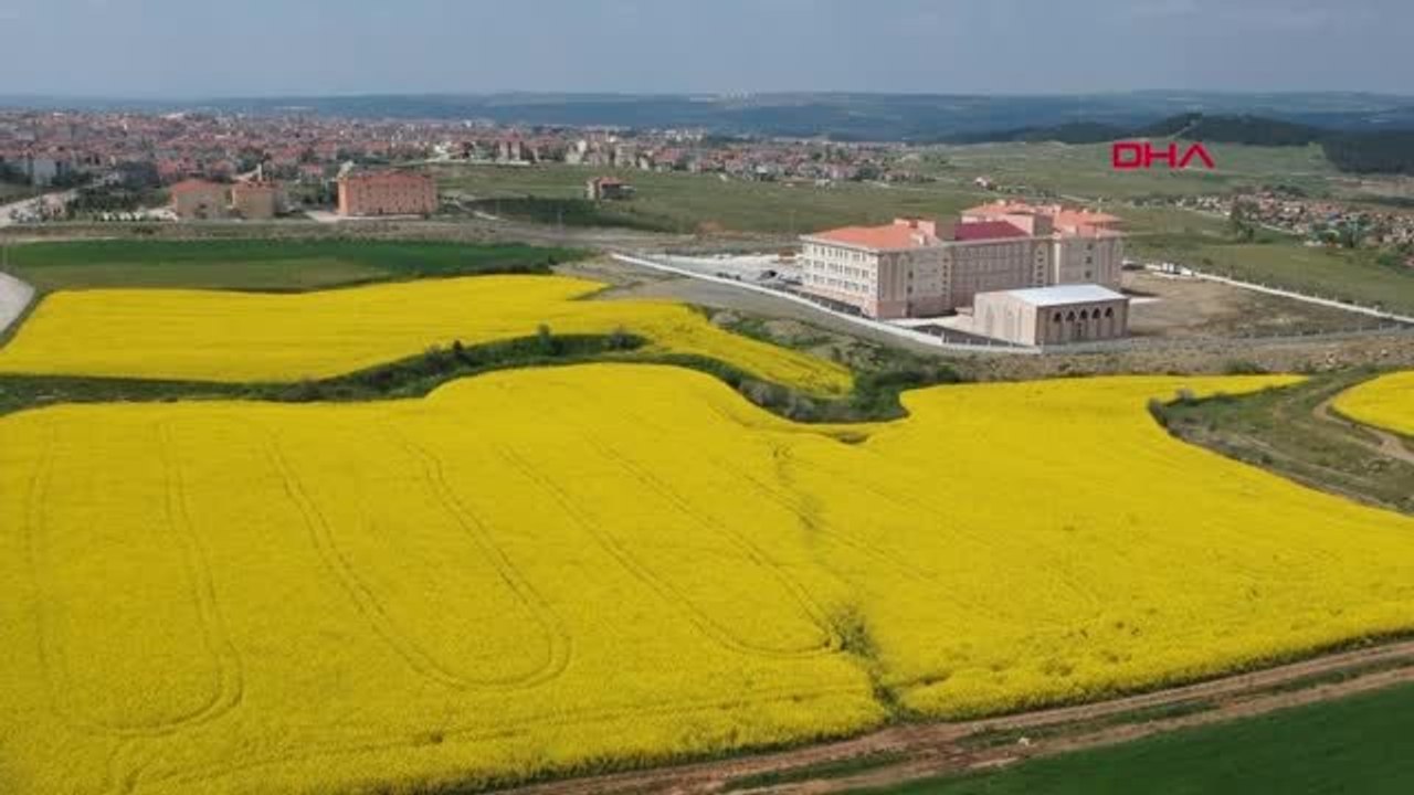 TEKİRDAĞ Trakya'nın yeni 'Sarı altın çiçeği' kanola yüzleri güldürüyor