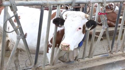 ANKARA '2022'de canlı hayvan ithalatı ihtiyacı kalmayacak'