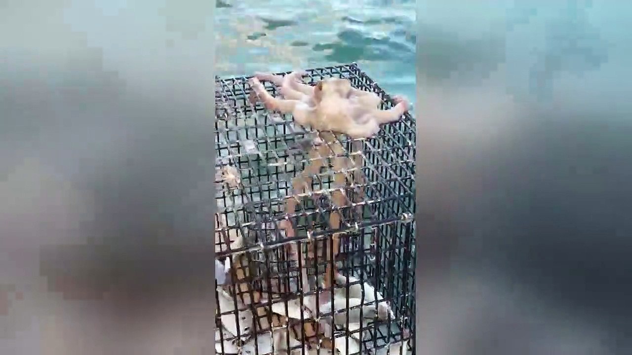 Cheeky octopus steals fisherman's bait in Florida
