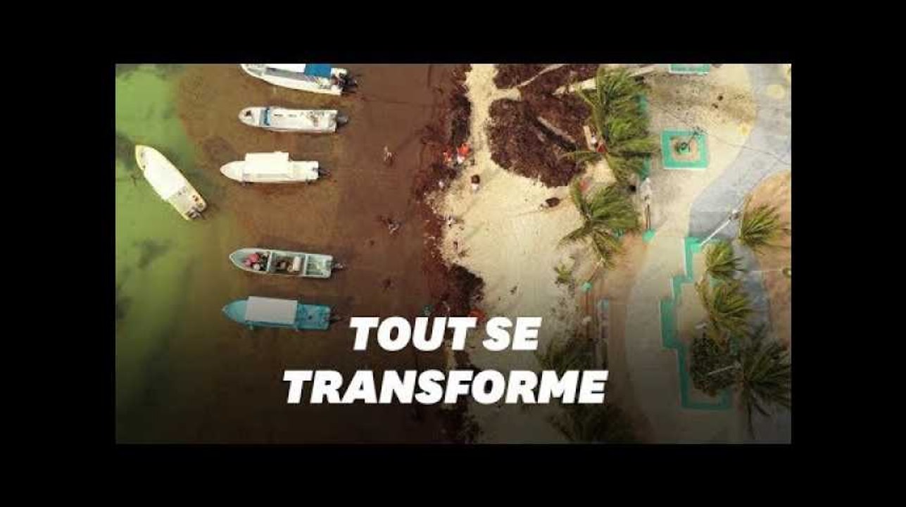 L'invasion  des algues sargasses au Mexique donne des idées à ces entreprises