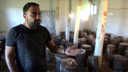 Hakkarili genç girişimci kütükte mantar yetiştiriyor