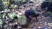Video Showing Chimpanzees Crabbing May Shed New Light on Human Evolution