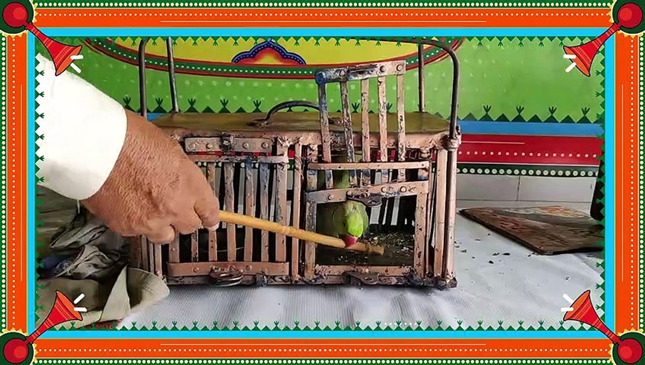 Parrot Pir - South Africa VS England