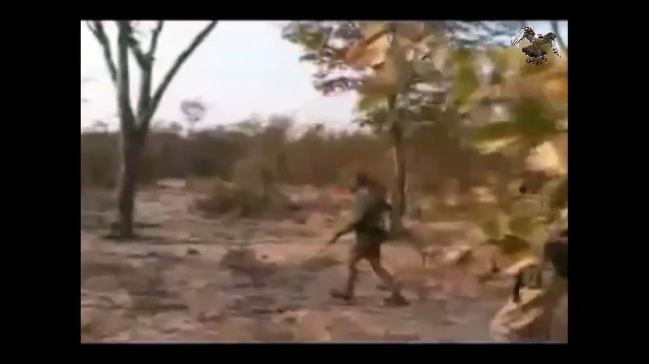LIVE HUNTING OF LION صيد الاسود هجوم خاطف