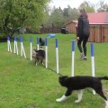 Border Collie Expertly Weaves Through Set of Poles During Agility Training