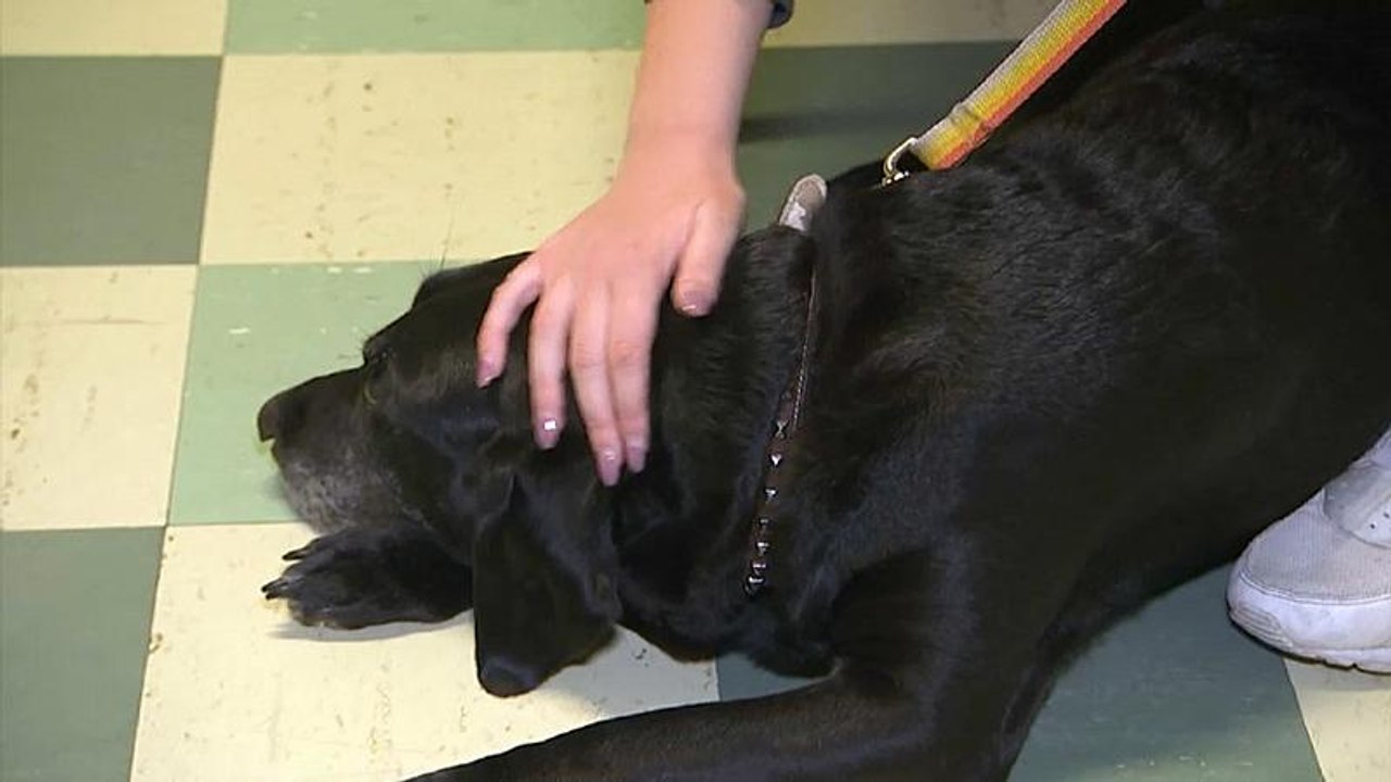 Hunde helfen SchülerInnen mit Prüfungsangst