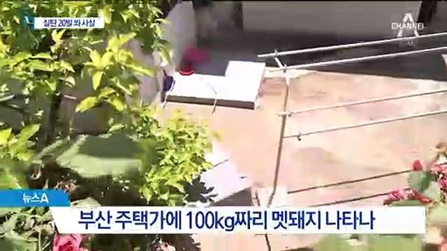 부산 주택가 출몰한 100kg 멧돼지…실탄 20발 발사해 사살
