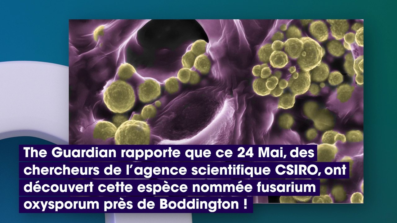 Australie : des chercheurs découvrent un champignon qui produit de l’or