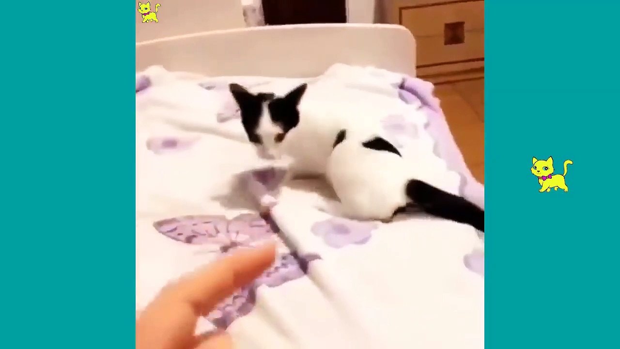Cute Cats will make you Laugh your head off # 46