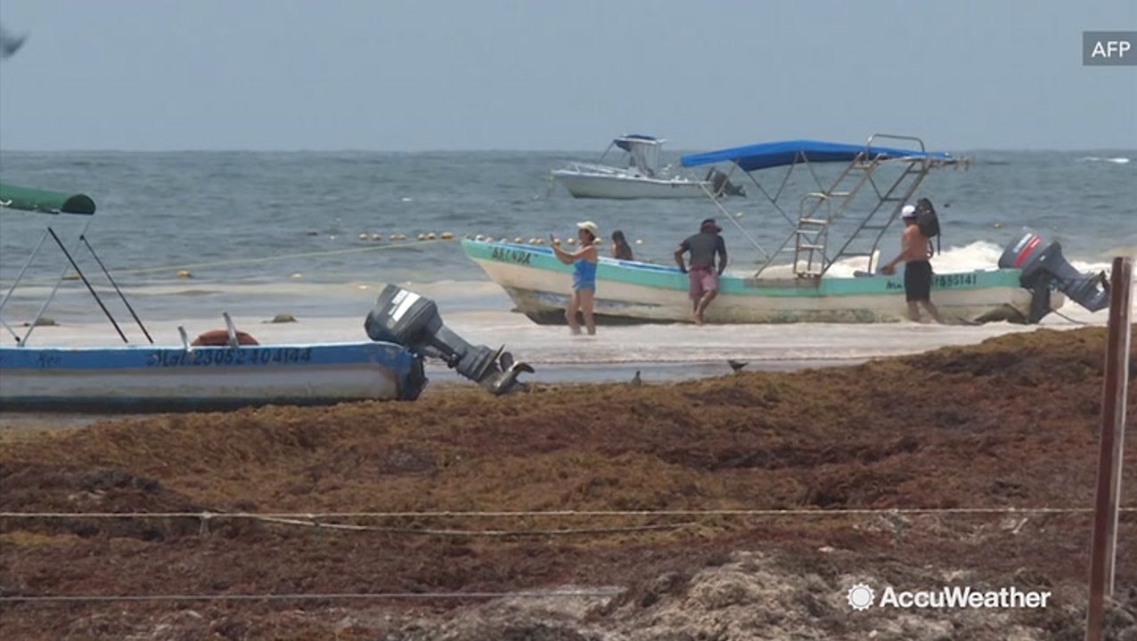 Multiple beaches in Mexico covered in seaweed that smells like rotten eggs