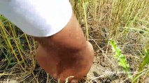 Alsi Ki Fasal - Flax Harvesting - Mubashir Saddique - Village Food Secrets