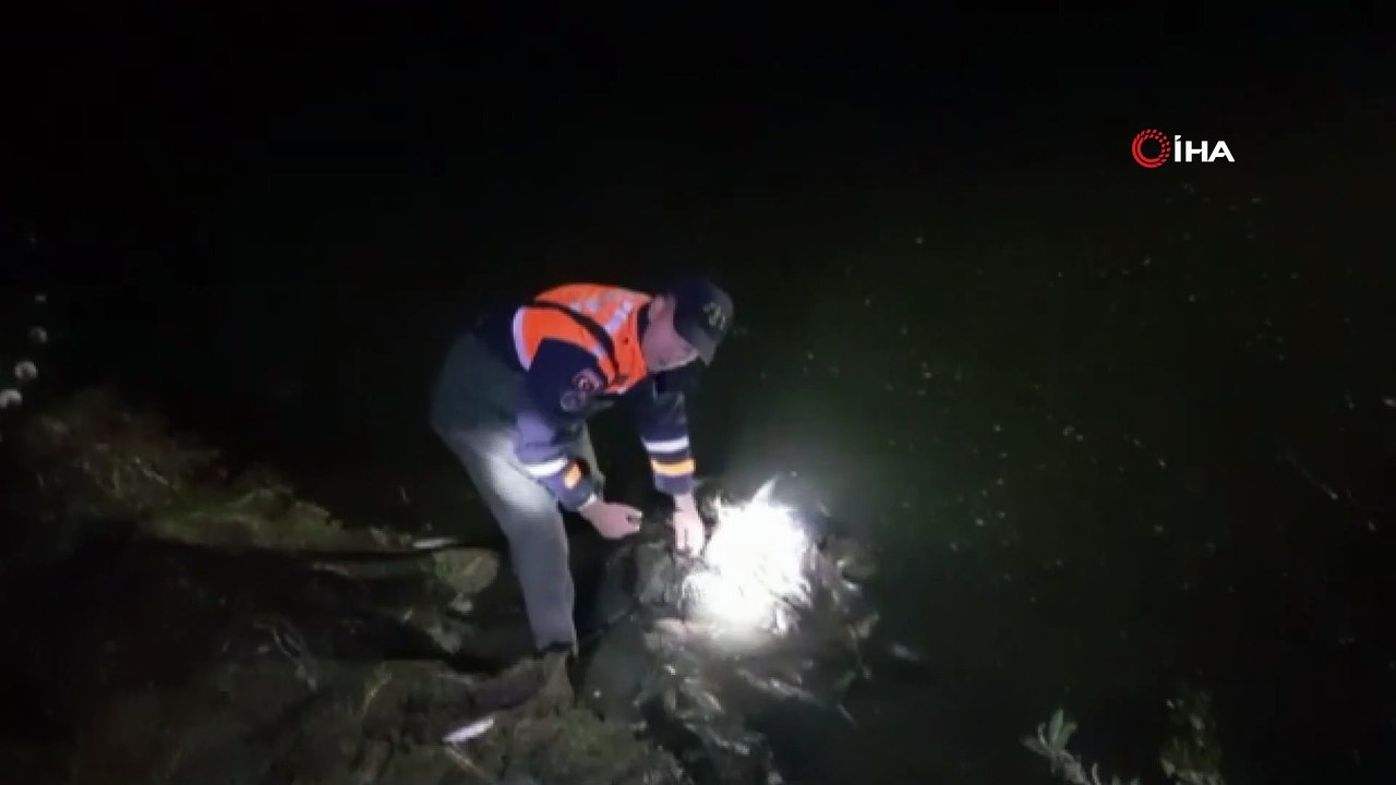 Kaçak avlanan 5 ton inci kefali tekrar suya bırakıldı