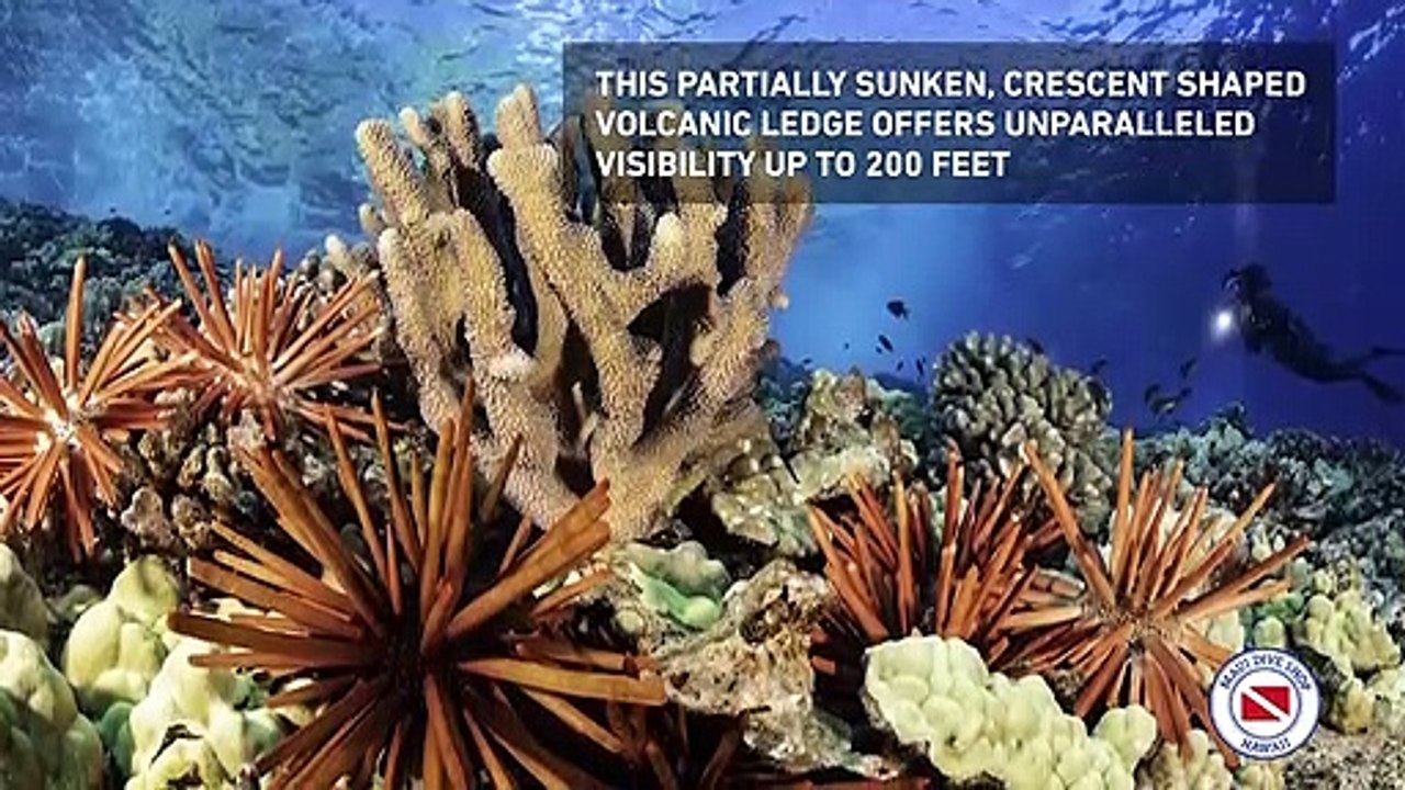 Readers Choice: Maui Dive Shop