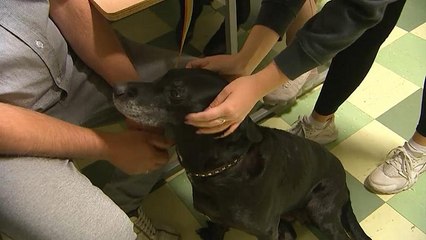 Собака - лучшее средство от стресса