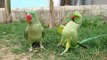 Indian Parrot Greet Indian Parrot