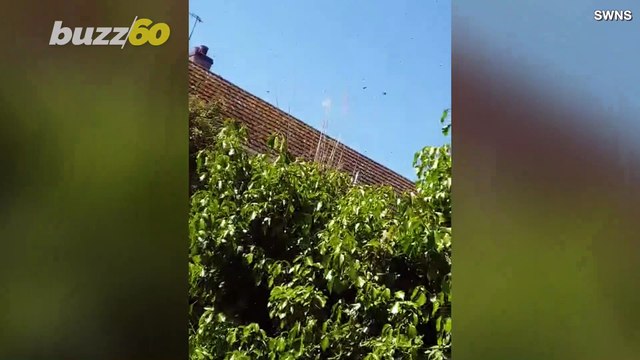 Oh Bee-Hive! Video Shows Swarms Of Bees Invading Construction Site!